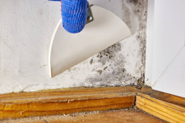 Best Comprehensive Air Testing for Mold Contaminants  in Sequim, WA